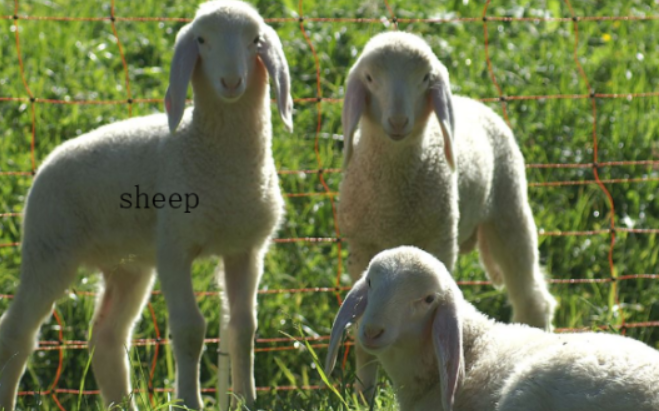 sheep可数吗 