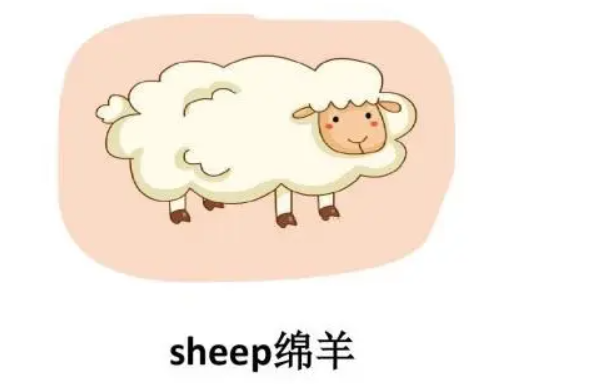 sheep可数吗 