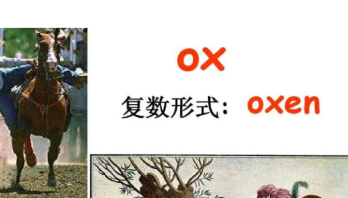 ox的复数 