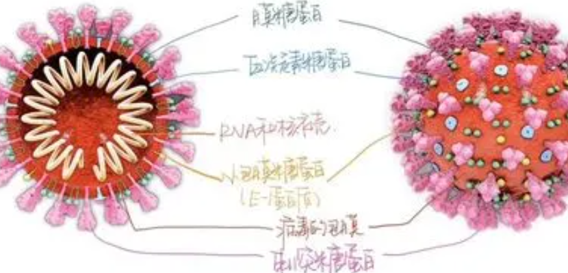 病毒由什么和什么组成 