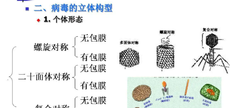 病毒由什么和什么组成 