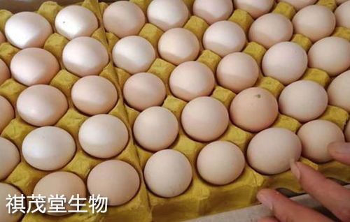 双蛋玉米价格最新行情