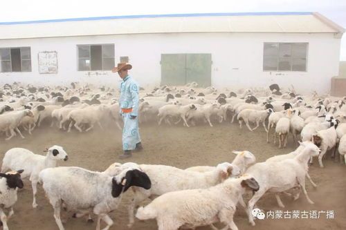 三羊品牌的原型究竟是啥?财经圈里不可忽视的硬核设计 三羊品牌的原型是什么